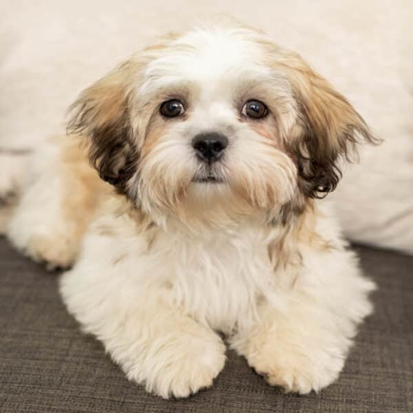 Annabelle Therapy Dog
