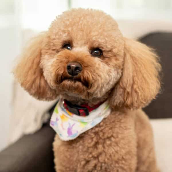 Stellan Therapy Dog
